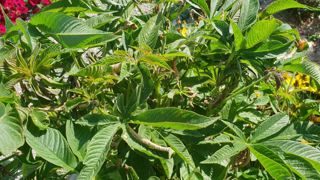 Cleome arborescens. Aux Jardins du Pflixbourg du Lycée horticole - à Wintzenheim (68).Il n’a pas supporté la chaleur et le manque d’eau. Les feuilles supérieures ont brulé audelàde 30°C. Ils ont atteint péniblement les 80 cm. Cleome arborescens. Aux Jardins du Pflixbourg du Lycée horticole - à Wintzenheim (68).Il n’a pas supporté la chaleur et le manque d’eau. Les feuilles supérieures ont brulé audelàde 30°C. Ils ont atteint péniblement les 80 cm.